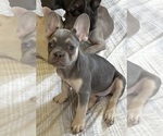 Puppy 2 French Bulldog