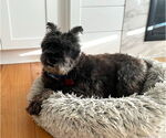 Small #3 Miniature Schnauzer Mix