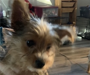 Yorkshire Terrier Puppy for sale in ANGIER, NC, USA