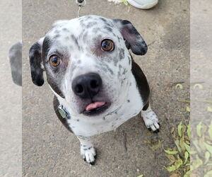 American Pit Bull Terrier-Unknown Mix Dogs for adoption in Oakhurst, NJ, USA