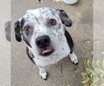 Small American Pit Bull Terrier Mix