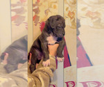 Puppy Puppy 1 American Bully-Cane Corso Mix