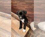 Small Photo #5 Doberman Pinscher Puppy For Sale in Studio City, CA, USA