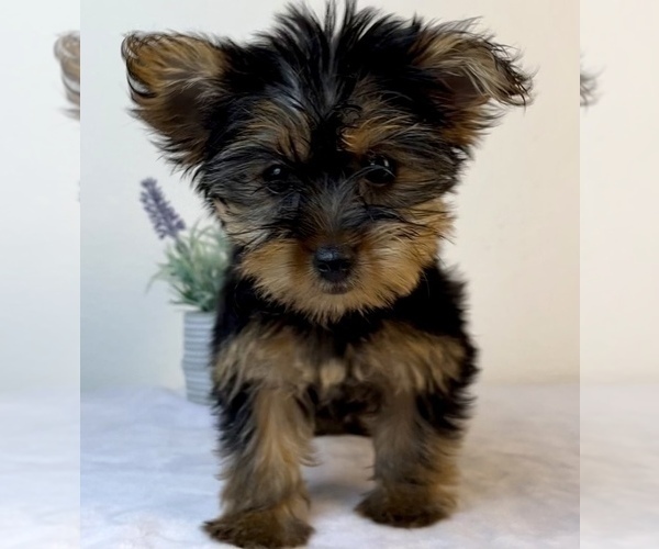 Medium Photo #2 Yorkshire Terrier Puppy For Sale in FRANKLIN, IN, USA