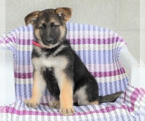 German Shepherd Dog Puppy for sale in FREDERICKSBG, OH, USA