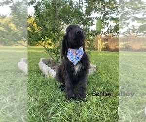 Goldendoodle Puppy for sale in APOPKA, FL, USA