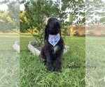 Small Photo #1 Goldendoodle Puppy For Sale in APOPKA, FL, USA