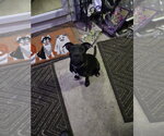 Small Photo #2 Labrador Retriever-Unknown Mix Puppy For Sale in Springdale, PA, USA