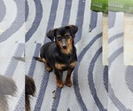 Image preview for Ad Listing. Nickname: Peppermint
