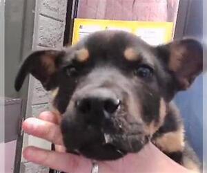 Shepradors Dogs for adoption in Tulsa, OK, USA