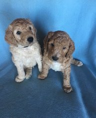 Goldendoodle Puppy for sale in GREEN BAY, WI, USA