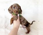 Small #4 Dachshund