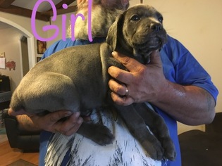Cane Corso Puppy for sale in SEAFORD, DE, USA