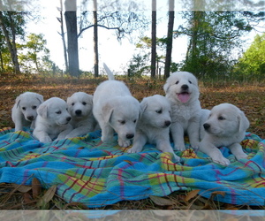 Akbash Dog Dogs for adoption in BROOKSVILLE, FL, USA