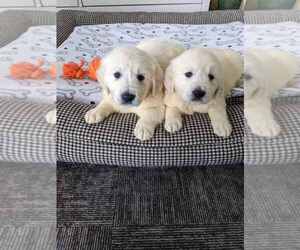 Golden Retriever Puppy for sale in CITRUS HEIGHTS, CA, USA