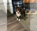 Puppy Bean Australian Shepherd