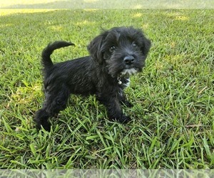 Medium Schnauzer (Miniature)