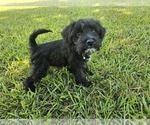 Puppy Tia Schnauzer (Miniature)
