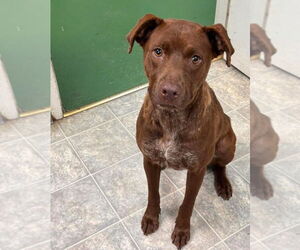 Labrador Retriever-Unknown Mix Dogs for adoption in Rustburg, VA, USA