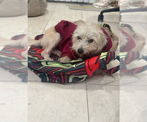 Tres Leches - Female Mutt Dog for Adoption - Photo #4