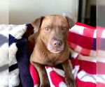 Small Labrador Retriever Mix