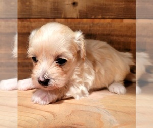 Havamalt Puppy for sale in PINK HILL, NC, USA