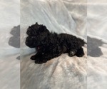 Puppy Red Puli