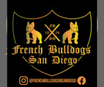 Small Photo #1 French Bulldog Puppy For Sale in CHULA VISTA, CA, USA