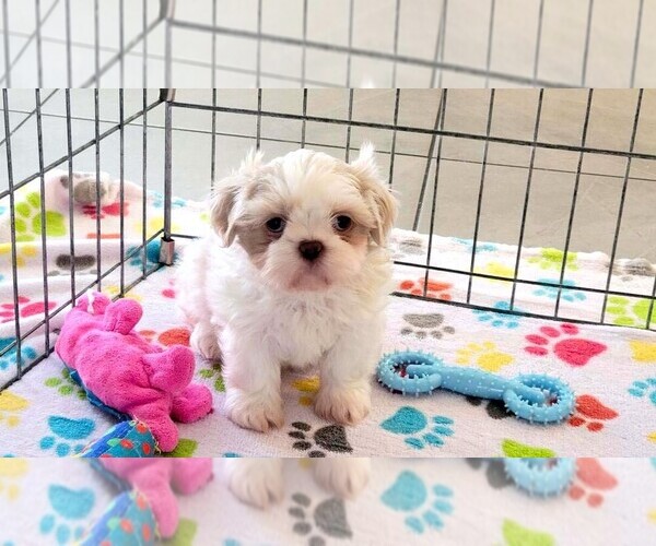 Medium Photo #1 Shih Tzu Puppy For Sale in ORO VALLEY, AZ, USA