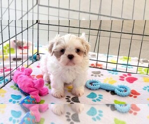 Shih Tzu Puppy for sale in ORO VALLEY, AZ, USA