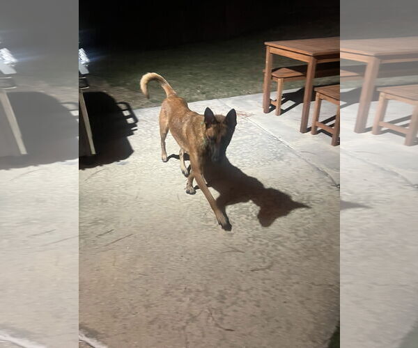 Medium Photo #5 Mutt Puppy For Sale in Stevens Point, WI, USA