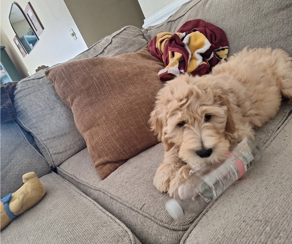 Medium Photo #12 Goldendoodle Puppy For Sale in LOUISA, VA, USA