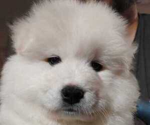Samoyed Puppy for sale in CANAL WINCHESTER, OH, USA
