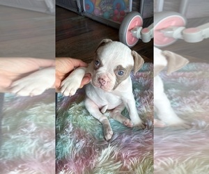 Medium American Bulldog