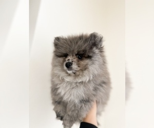 Medium Pomeranian