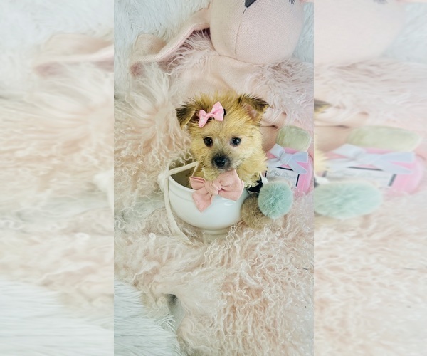 Medium Photo #23 Morkie Puppy For Sale in FERNANDINA BEACH, FL, USA