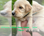Small Photo #9 Goldendoodle Puppy For Sale in WINFIELD, TN, USA