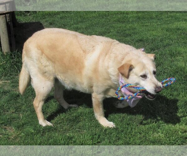 Medium Photo #3 Labrador Retriever-Retriever  Mix Puppy For Sale in Godley, TX, USA