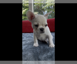 Small #1 French Bulldog