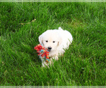 Small #4 English Cream Golden Retriever