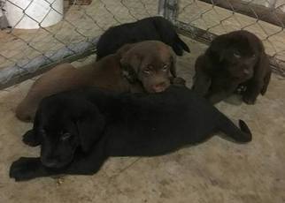 Labrador Retriever Puppy for sale in MILLWOOD, KY, USA
