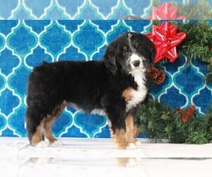 Bernedoodle Puppy for sale in APPLE CREEK, OH, USA