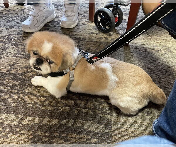 Medium Photo #2 Pekingese Puppy For Sale in St. Louis Park, MN, USA
