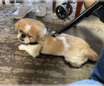 Small #1 Pekingese