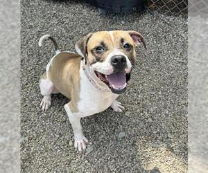 Boxer Dogs for adoption in Canfield, OH, USA