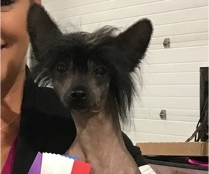 Mother of the Chinese Crested puppies born on 05/31/2019