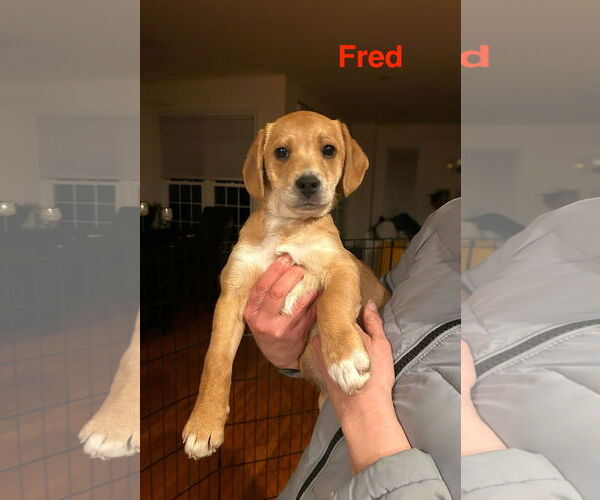 Medium Photo #4 Beagle-Unknown Mix Puppy For Sale in Arlington, VA, USA