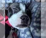 Small #4 Boston Terrier-Jack Russell Terrier Mix