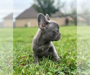 French Bulldog Puppy for Sale in SOUTHGATE, Michigan USA