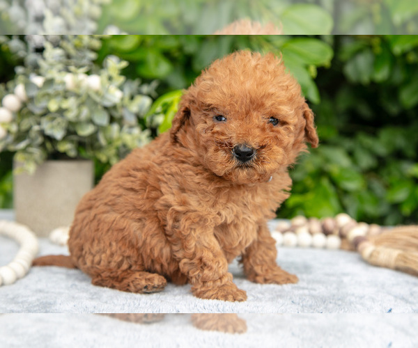 Medium Photo #15 Goldendoodle (Miniature) Puppy For Sale in BERNE, IN, USA